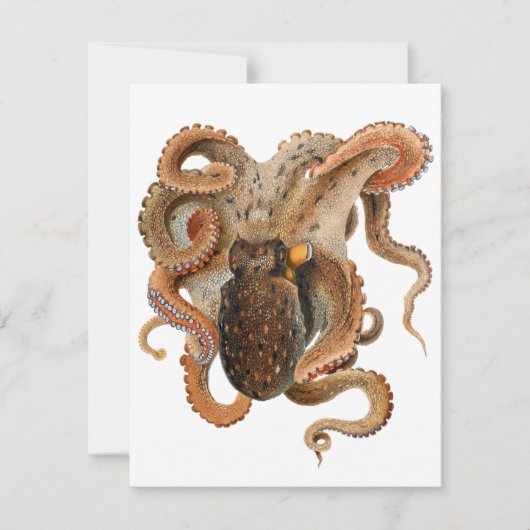Vintage Octopus Vulgaris, Meerestiere (Vorderseite)