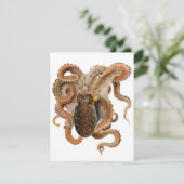 Vintage Octopus Vulgaris, Meerestiere (Stehend Vorderseite)