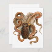 Vintage Octopus Vulgaris, Meerestiere (Vorne/Hinten)