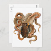 Vintage Octopus Vulgaris, Meerestiere Postkarte (Vorne/Hinten)