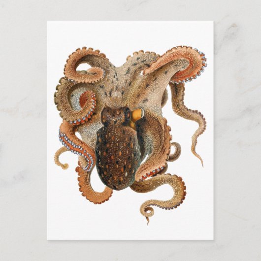 Vintage Octopus Vulgaris, Meerestiere Postkarte (Vorderseite)