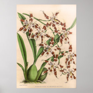 Vintage Odontoglossum Orchideenblüte Poster