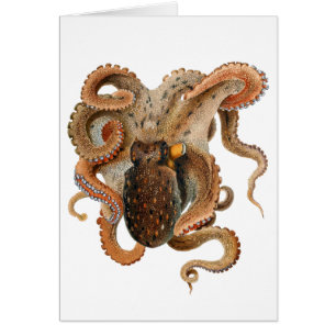 Vintage-Oktopus Vulgaris, Meerestiere