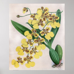 Vintage Oncidium Marshallianum Orchideenblüte Poster