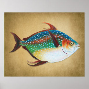 Vintage Opah Fish Illustration 1800s Poster