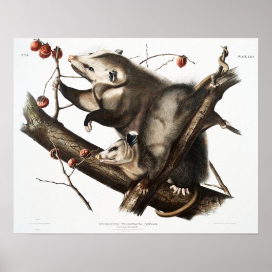 Vintage Opossum-Illustration Poster (Vorne)