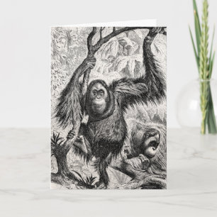 Vintage Orang-Utan Illustration - 1800er Jahre Aff Karte