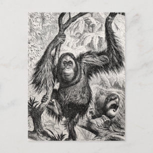 Vintage Orang-Utan-Illustration - 1800er Jahre Aff Postkarte