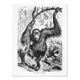 Vintage Orang-Utan Illustration - Affe 1800's Fotodruck