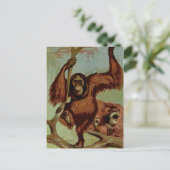 Vintage Orang-Utans auf einem Baum Postkarte (Stehend Vorderseite)