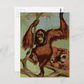 Vintage Orang-Utans auf einem Baum Postkarte (Vorne/Hinten)