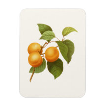 Vintage Orange Apricots Aquarell Zeichnend