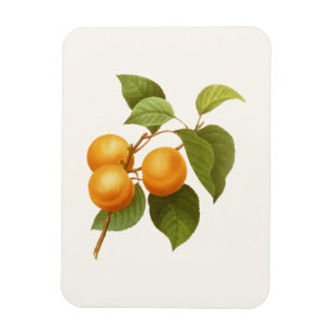 Vintage Orange Apricots Aquarell Zeichnend Magnet