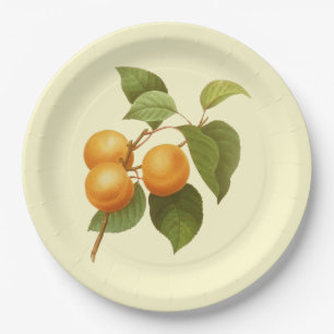 Vintage Orange Apricots Aquarell Zeichnend Pappteller