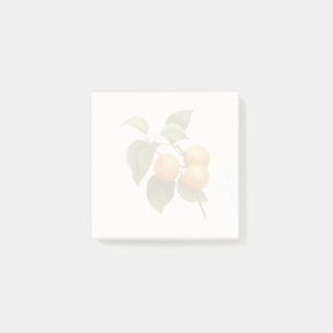 Vintage Orange Apricots Aquarell Zeichnend Post-it Klebezettel