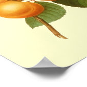 Vintage Orange Apricots Aquarell Zeichnend Poster (Ecke)