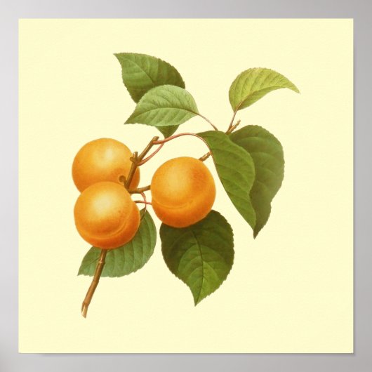 Vintage Orange Apricots Aquarell Zeichnend Poster (Vorne)