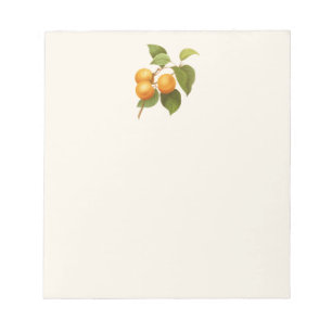 Vintage Orange Aprikosen Aquarellzeichnung Notizblock