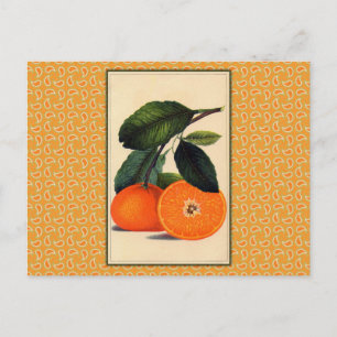 Vintage Orange Botanischer Druck Postkarte