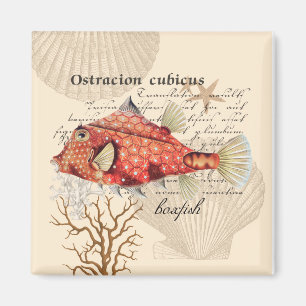 Vintage Orange-Boxfish-Illustration Magnet