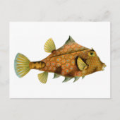 Vintage Orange Fisch Postkarte (Vorderseite)
