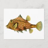 Vintage Orange Fisch Postkarte (Vorderseite)