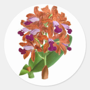 Vintage Orange Lila Orchideenblüte_GC - Aufkleber