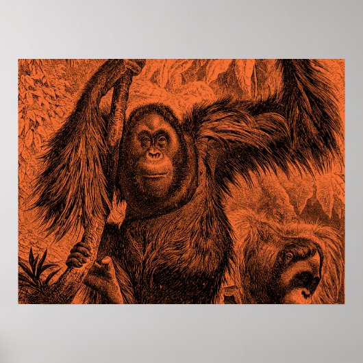 Vintage Orange Orangutan Illustration - Affe Poster (Vorne)