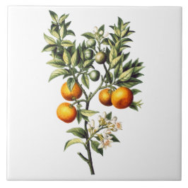 Vintage Orangen Fliese