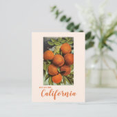Vintage Orangen Südkalifornien Postkarte (Stehend Vorderseite)
