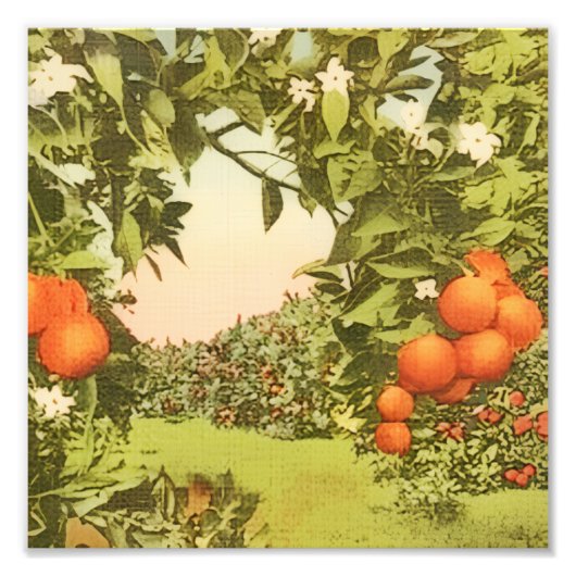 Vintage Orangenhain Fotodruck (Vorne)