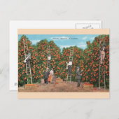 Vintage Orangenpflücke in Florida Postkarte (Vorne/Hinten)