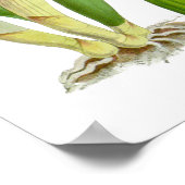 Vintage Orchid-Blume - Poster (Ecke)
