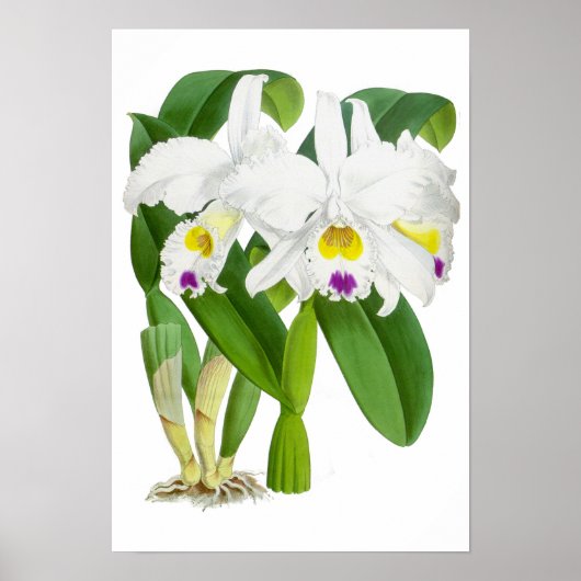 Vintage Orchid-Blume - Poster (Vorne)