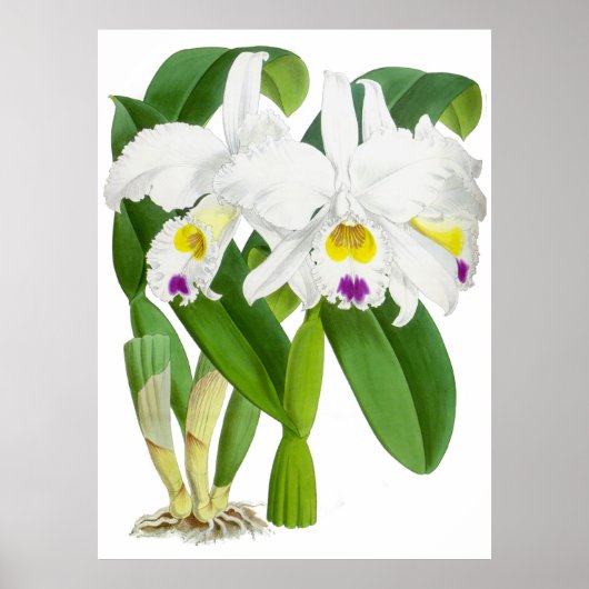 Vintage Orchid-Blume - Poster (Vorne)
