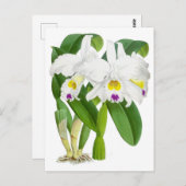 Vintage Orchid-Blume Postkarte (Vorne/Hinten)