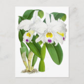 Vintage Orchid-Blume Postkarte (Vorderseite)