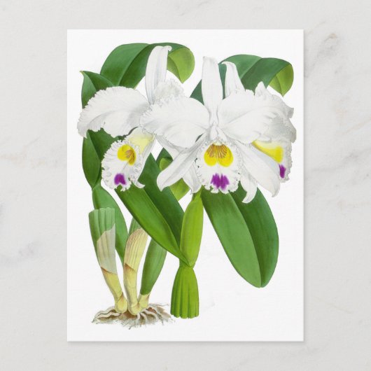 Vintage Orchid-Blume Postkarte (Vorderseite)