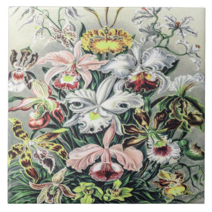 Vintage Orchid-Blume von Ernst Haeckel Fliese
