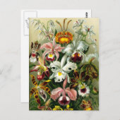 Vintage Orchid-Blumendarstellung Postkarte (Vorne/Hinten)