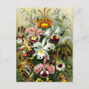 Vintage Orchid-Blumendarstellung Postkarte
