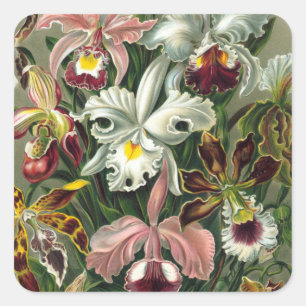 Vintage-Orchideen-Aufkleber Quadratischer Aufkleber