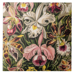 Vintage-Orchideen-Blüte von Ernst Haeckel Fliese