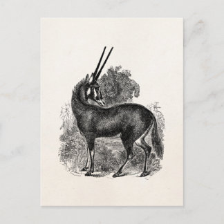 Vintage Oryx Antilope Gazelle Personalisierte Tier Postkarte