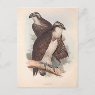 Vintage-Osprey-Illustration zur Naturgeschichte Postkarte