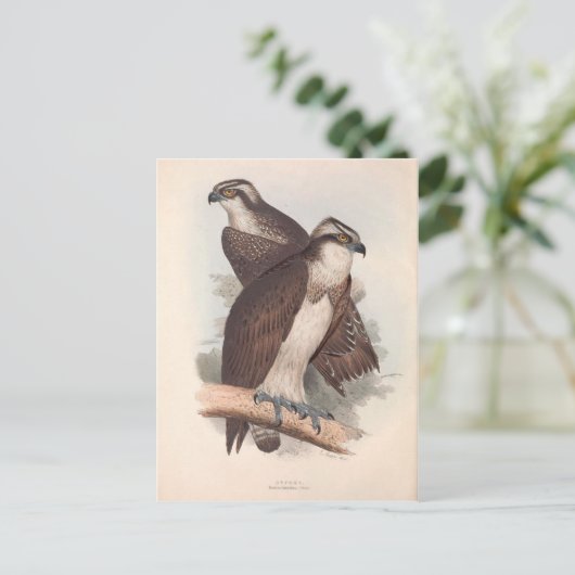 Vintage Osprey Naturgeschichte Illustration Postkarte (Stehend Vorderseite)