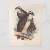 Vintage Osprey Naturgeschichte Illustration Postkarte (Vorderseite)