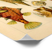 Vintage Ostraciontes Color Ernst Haeckel Art Print Poster (Ecke)