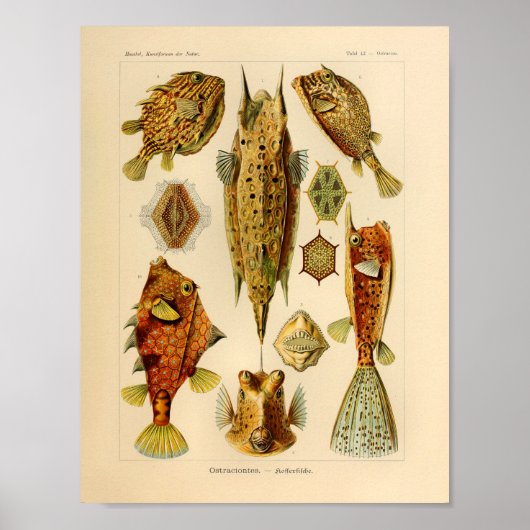 Vintage Ostraciontes Color Ernst Haeckel Art Print Poster (Vorne)