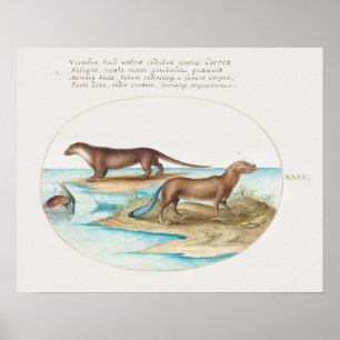 Vintage Otter Poster